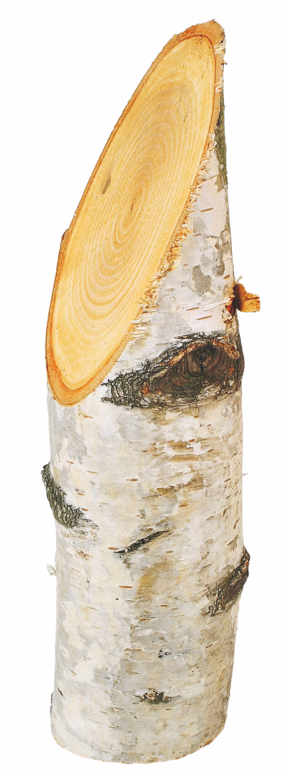 Birkenstämmchen (40-60 x 150 mm)