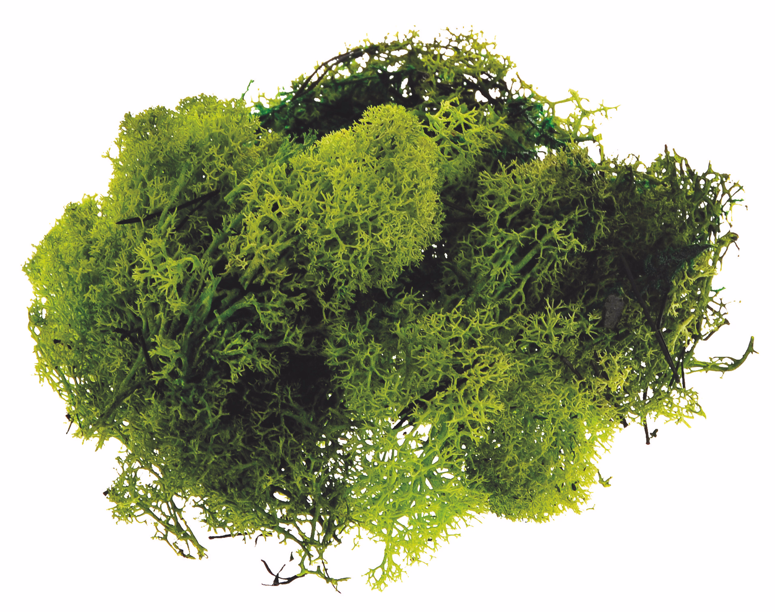 Islandmoos, ca. 250 g apfelgrün